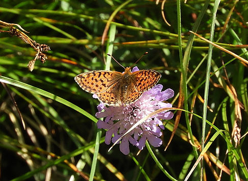 shepherd's fritillary boloria pales slovenia
