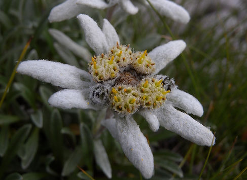 Leontopodium alpinum slovenia