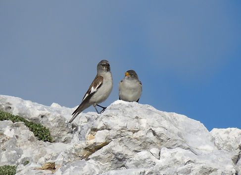 snowfinch montifringilla nivalis slovenia