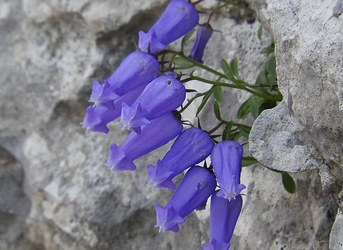 Campanula zoysii slovenia