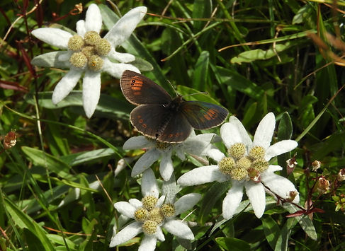 erebia calcaria slovenia