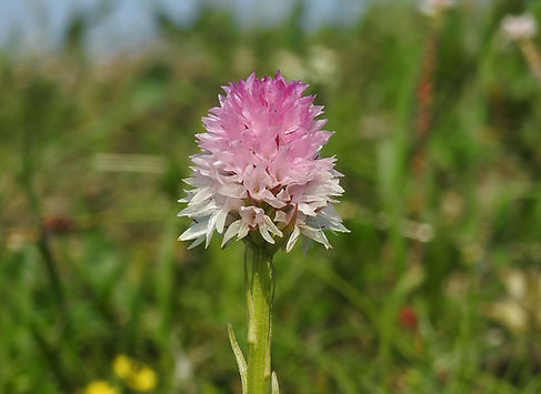 Nigritella lithopolitanica slovenia