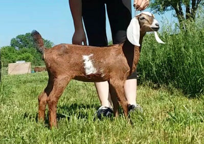 FreeFall Nubians FREEFALL KJ POCKET ROCKET