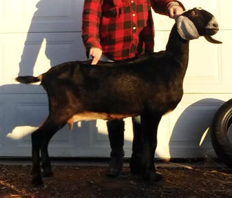 FreeFall Nubians DANCING WILLOW STELLA