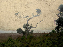 Carlos Regueira Mosquera