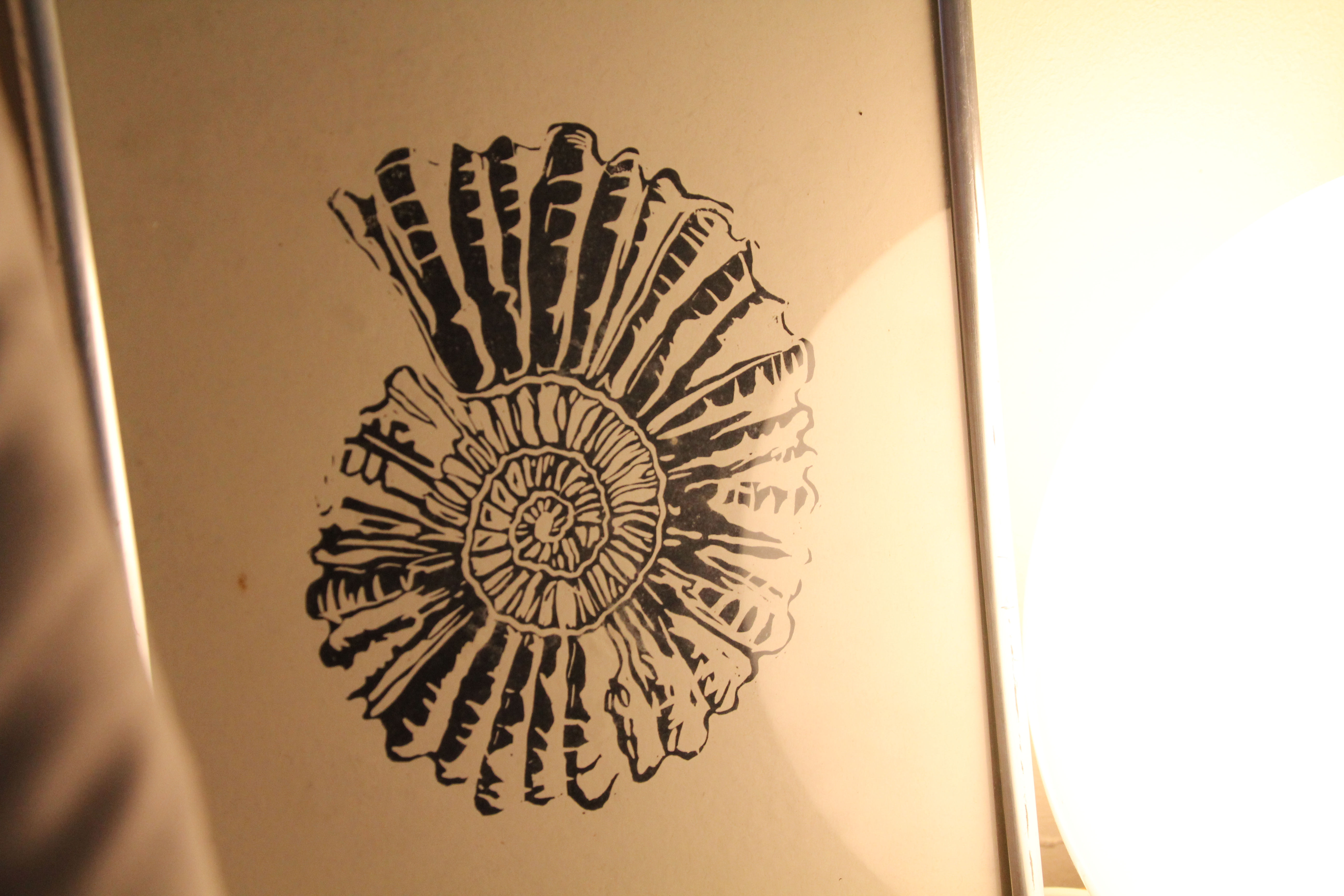 A4 Framed Ammonite Print