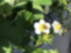 蜜蜂といちごの花