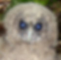 Board of Forestry Fails to Protect the Spotted Owl