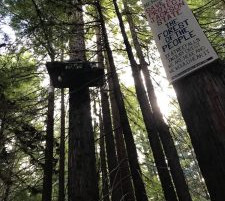 An Update From The Campaign To Save Jackson Demonstration State Forest