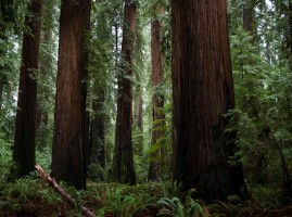 Celebrate Earth Day in Richardson Grove State Park!