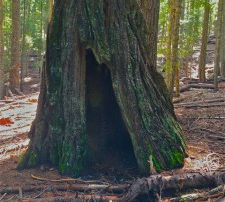 Jess Say No—Take Action to Save Forest Canopy and Wildlife Trees