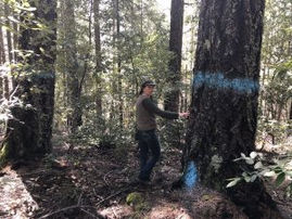 Mendocino National Forest Backtracks on Logging Project Amidst Scrutiny