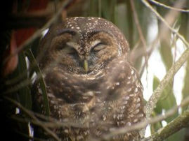 Action Alert: Proposed HCP for SPI a Bad Deal for Spotted Owls, Comments Needed!