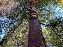 Saving Jackson Demonstration State Forest: New Year Updates