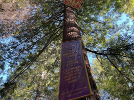 Saving Jackson Demonstration State Forest: New Year Updates