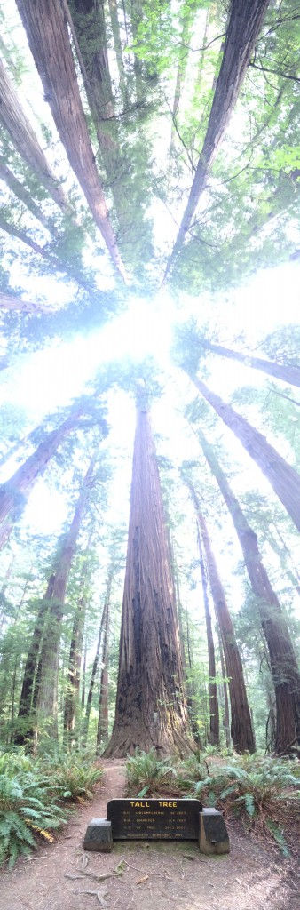 Tall Tree - Humboldt Redwoods State Park