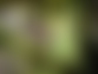 Your Comments Needed To Rescind Trump Rollbacks of Spotted Owl Critical Habitat!