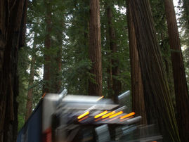 EPIC and Allies File Suit to Protect Ancient Redwoods From Caltrans Project