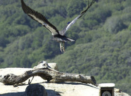 Bringing Back the Condor