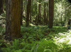 ACTION ALERT: Tell CAL FIRE Not To Log The Western Jackson Demonstration State Forest