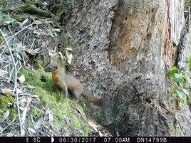 Marten Critical Habitat: EPIC & CBD Comments On Green Diamond’s Special Treatment