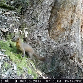 Humboldt Marten Recovery Plan Fails to Address Threat from Timber Industry
