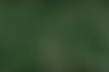 SPI Exploits Loophole in Spotted Owl Rules