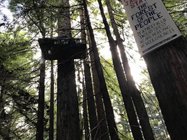 Two Successes In The Fight To Save Jackson Demonstration State Forest