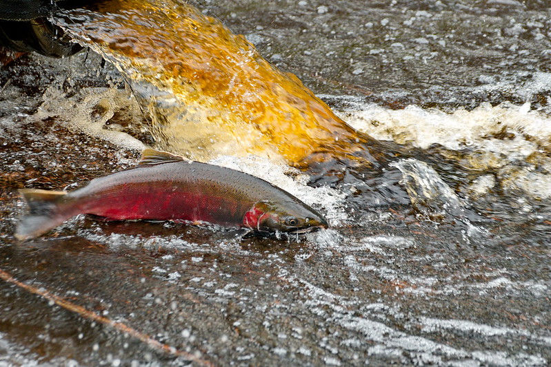 Are Toxic Tires Killing Salmon?