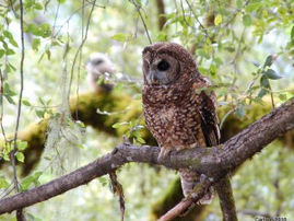 Show Your Support for the Northern Spotted Owl