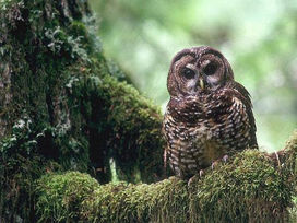 A New Threat to the Spotted Owl: Congress.