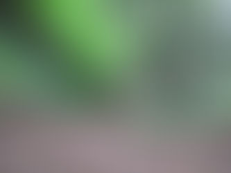 EPIC Supports the Creation of Publicly-Owned Forests in the Redwoods