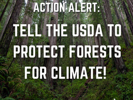 Action Alert: Protect Forests for Earth Day 🌎