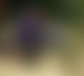 Remembering the Campaign to Save Headwaters Forest