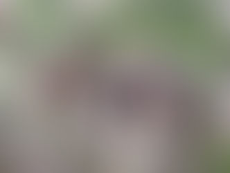 Hooting and Howling for Owls and Wolves in California