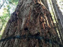 CAL FIRE Threatens Forest Activists with Cease and Desist Letter