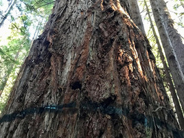 CAL FIRE Threatens Forest Activists with Cease and Desist Letter