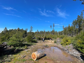 ACTION ALERT: Tell CAL FIRE Not to Log 90 Year Old Forest Adjacent to Mendocino Woodlands