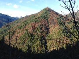 Protect the Wild Salmon River – Stop “Salvage” Logging