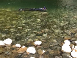 Springers on the Brink