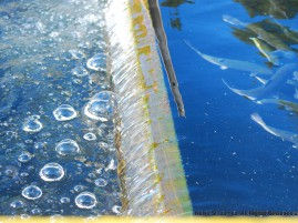 EPIC Advocacy Secures Reforms at Mad River Hatchery