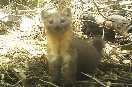 Via California Department of Fish and Wildlife