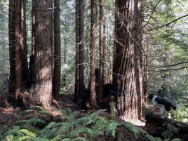 EPIC Submits Comments on Destructive Logging in Jackson Demonstration State Forest