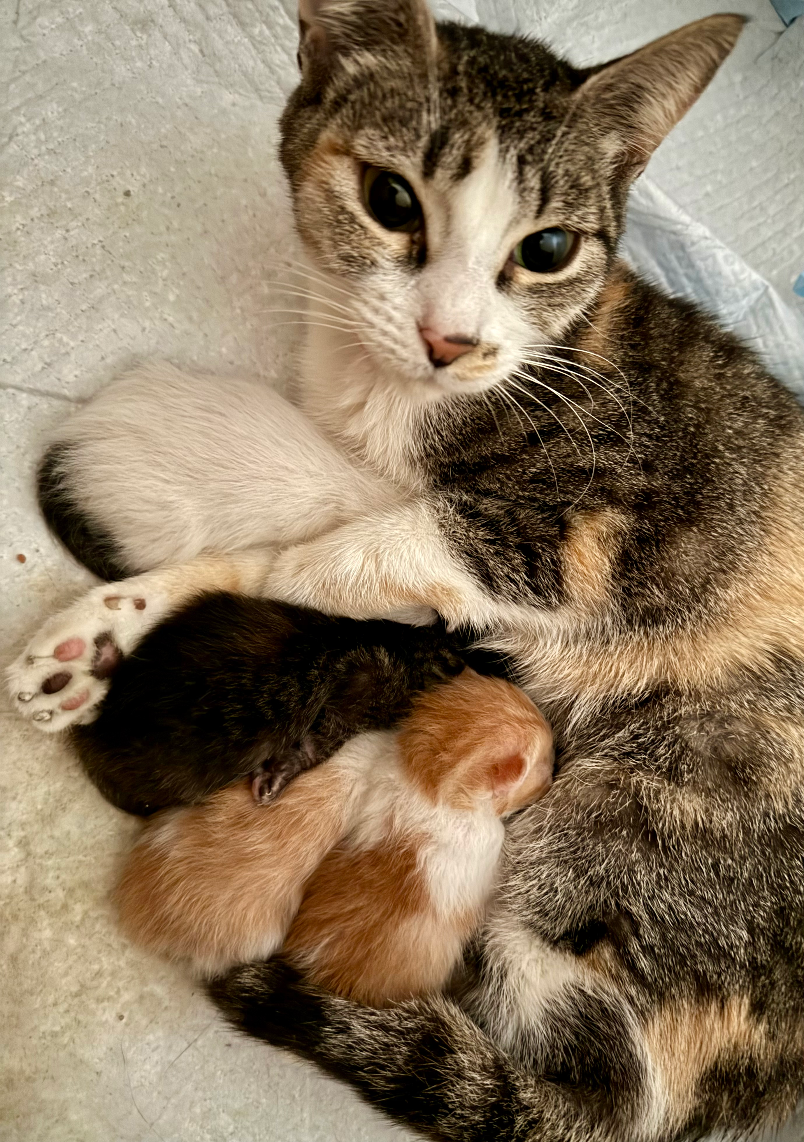 Peaches 3