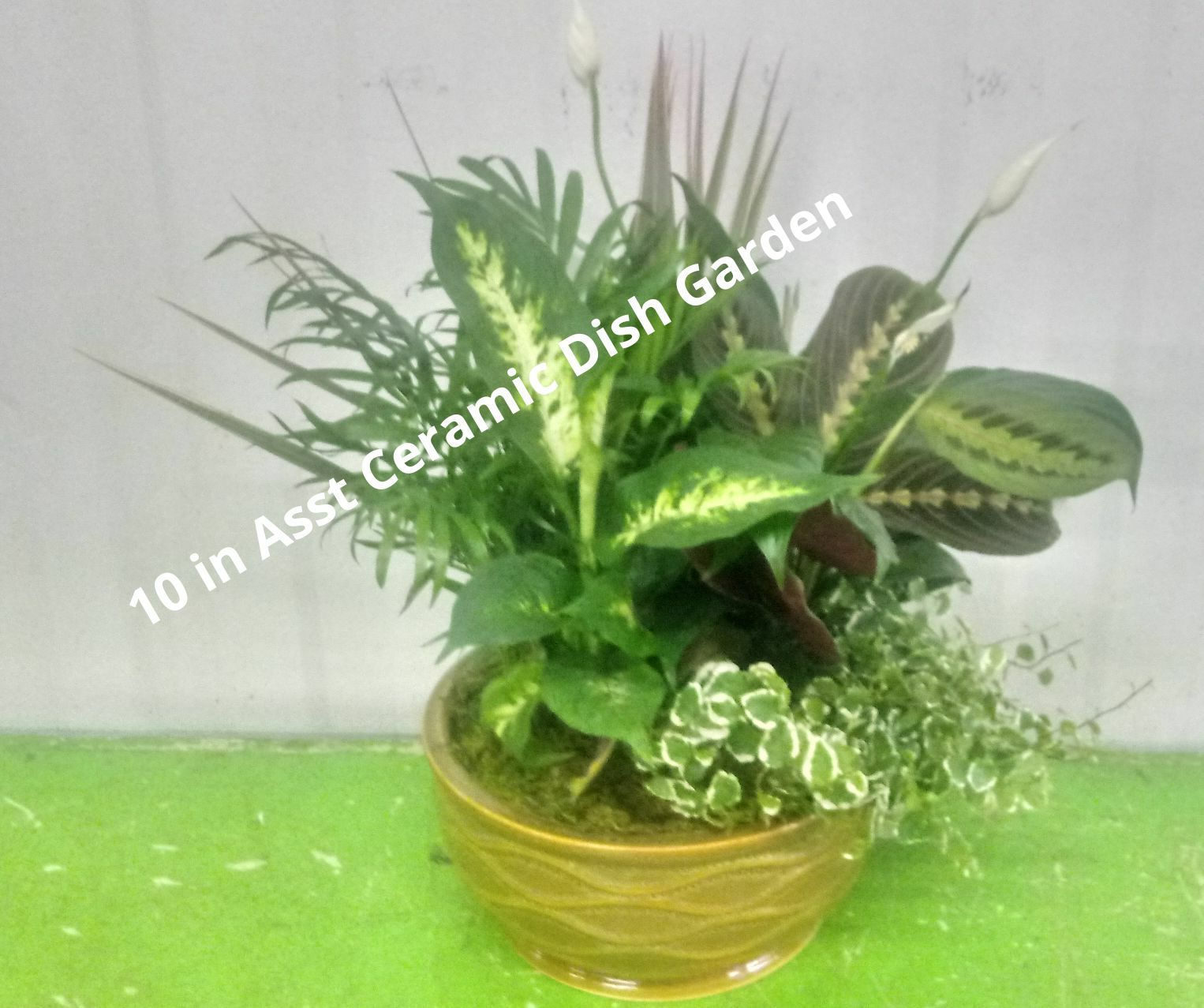 Large ceramic dish garden with some plants.