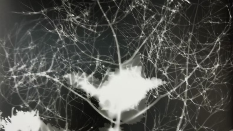 Photograms and More