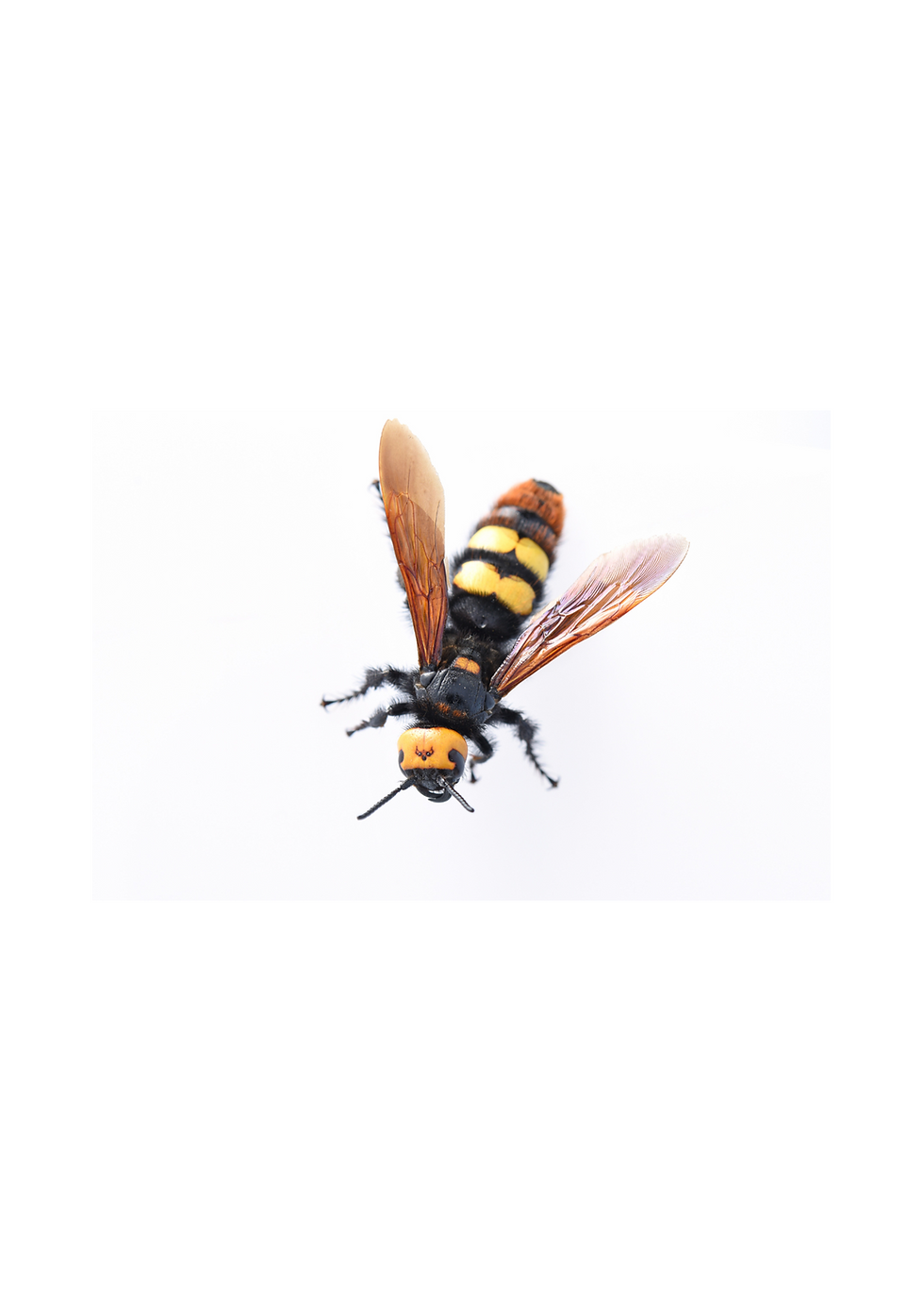 ree