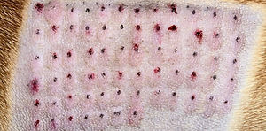 Harry Allergy Test_edited.jpg
