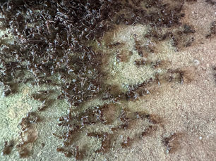 How to Get Rid of Ants in Your Griffin, GA Kitchen: What Spalding County Homeowners Need to Know