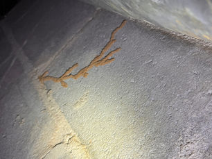 Spring Pest Control Checklist for Griffin, GA Homeowners: What to Do Right Now